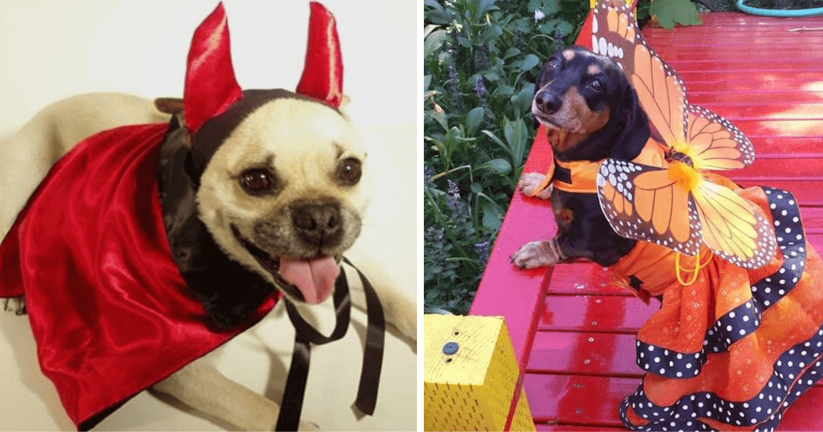 The left photo shows a dog in a devil costume and the right shows a dog in a butterfly costume.
