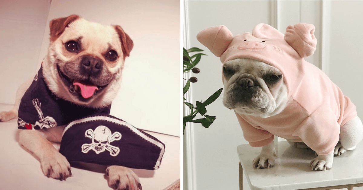The left photo shows a dog in a pirate costume. The right photo shows a pug in a pig costume.