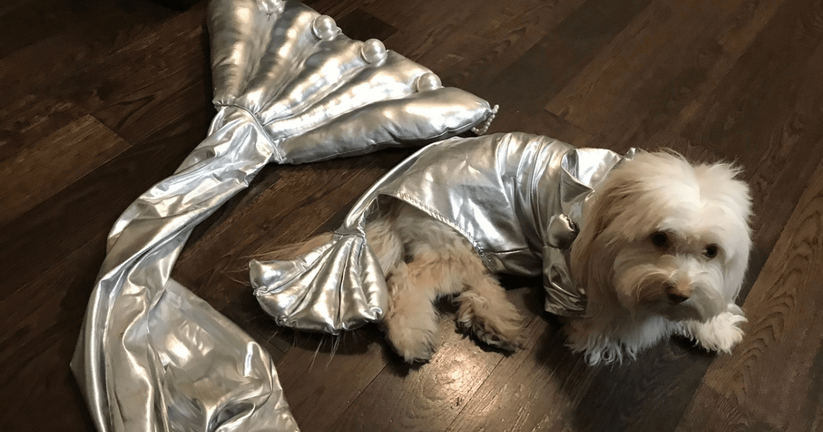 Photo of a small dog in a mermaid tail costume.