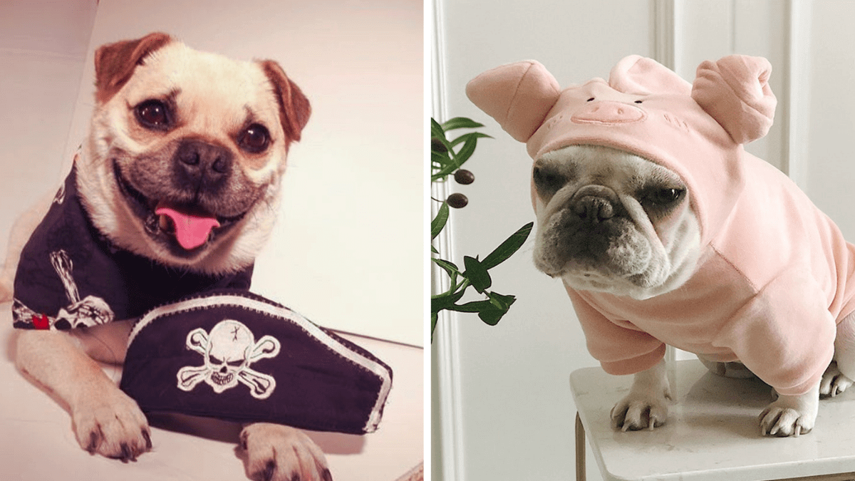 Where to Shop Handmade Halloween Costumes for Pets